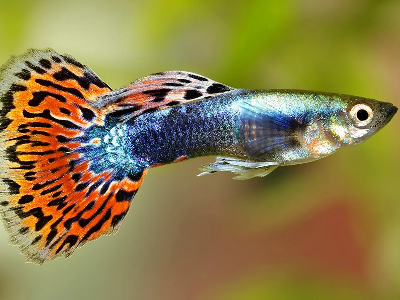 Guppies at Petland Tyler Texas