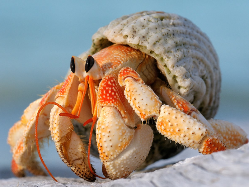 Hermit Crabs at Petland Tyler Texas