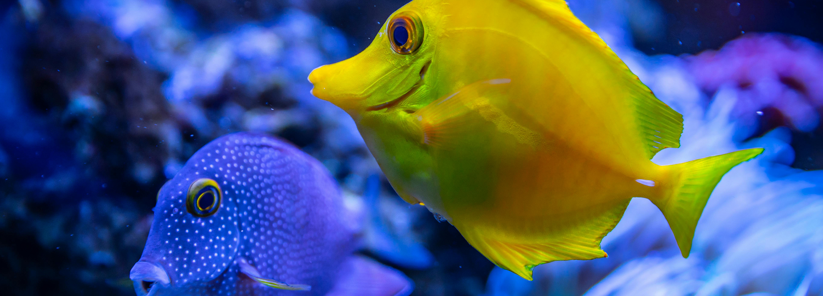Fish — Petland Tyler Texas