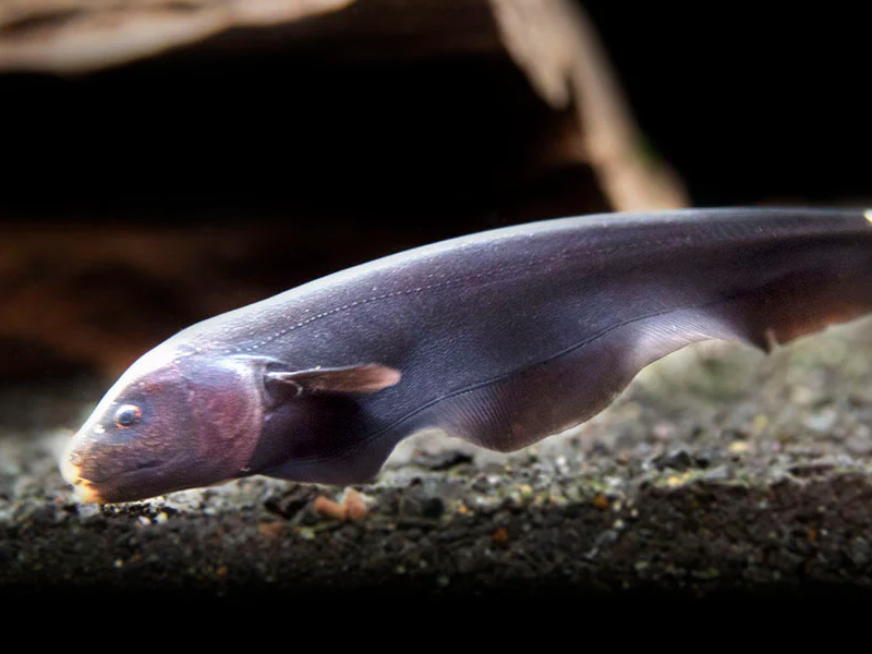 Knifefish at Petland Tyler Texas