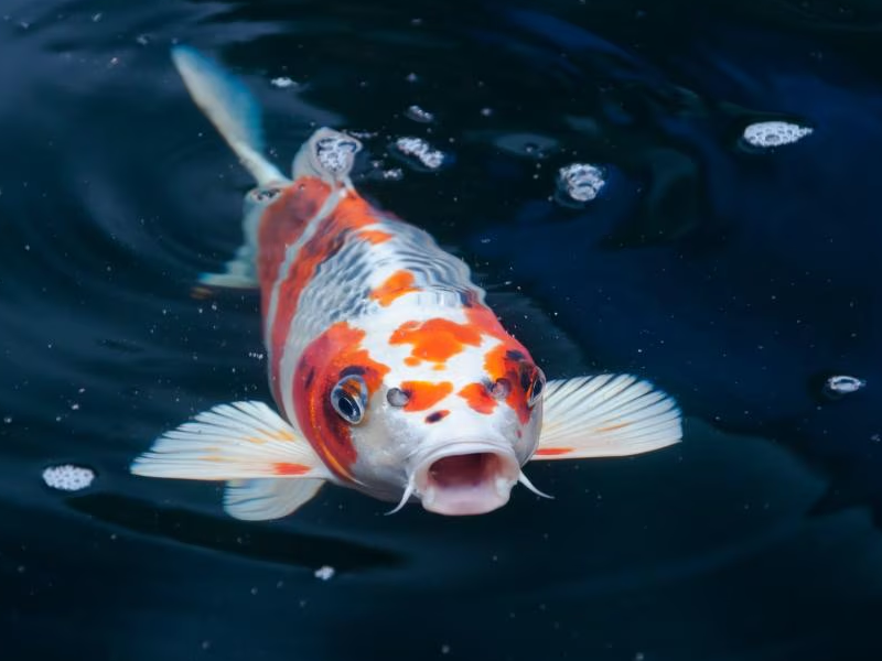 Koi Fish at Petland Tyler Texas