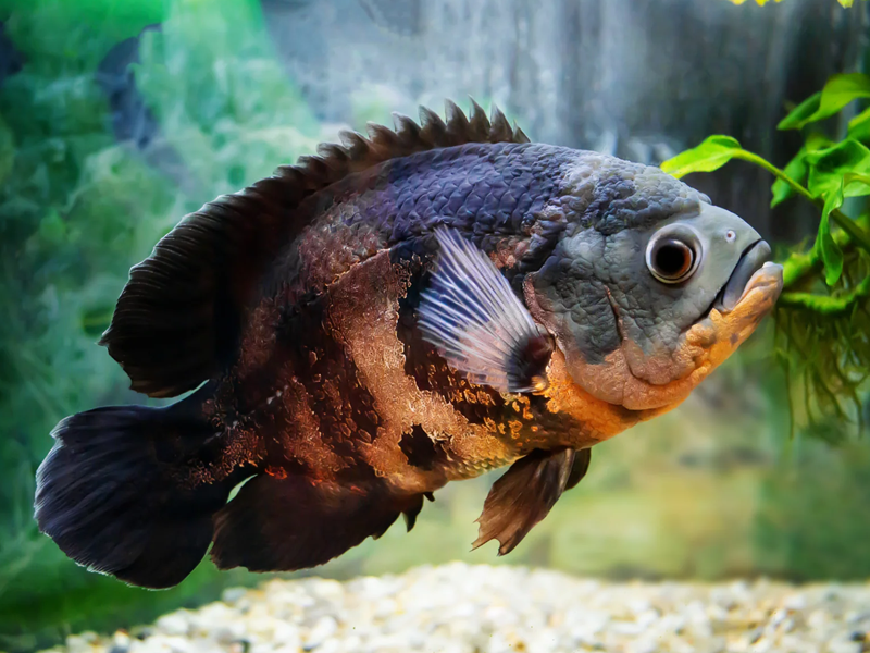 Oscar Cichlid at Petland Tyler Texas