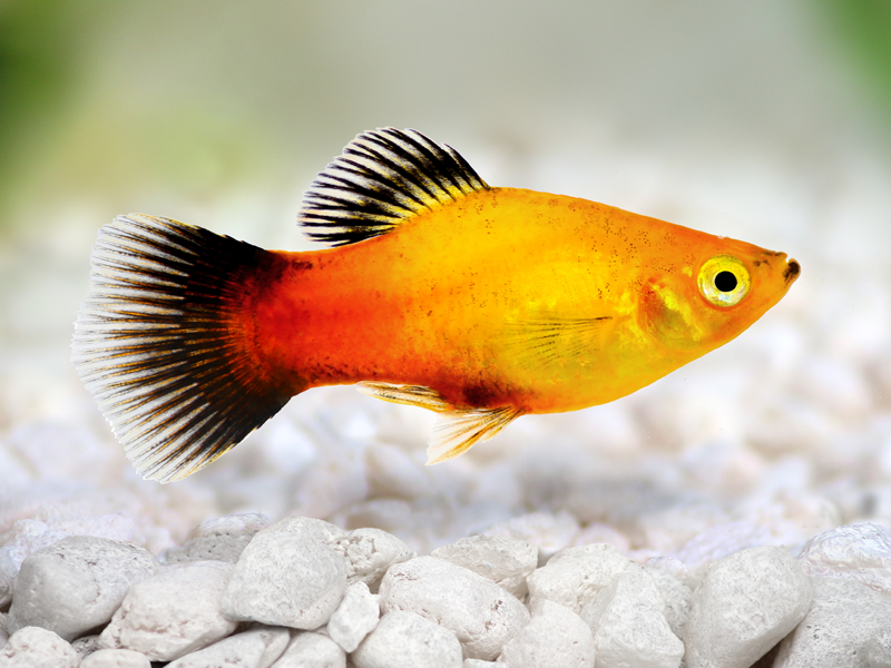 Platys at Petland Tyler Texas