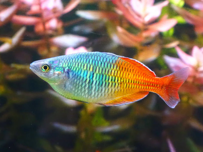 Rainbowfish at Petland Tyler Texas