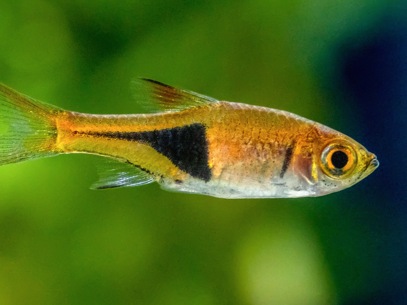 Rasbora at Petland Tyler Texas