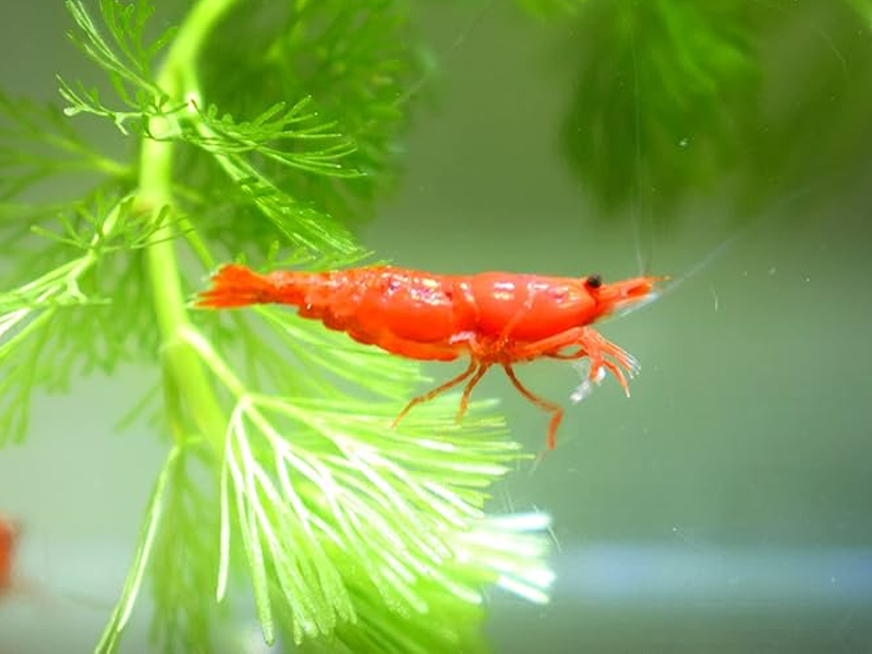 Shrimp at Petland Tyler Texas