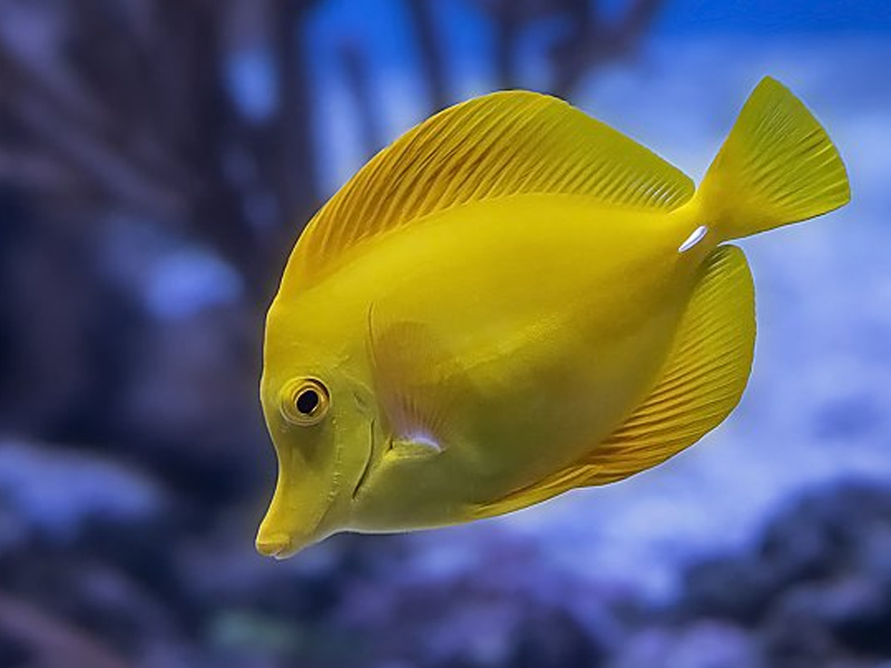 Tang Fish at Petland Tyler Texas