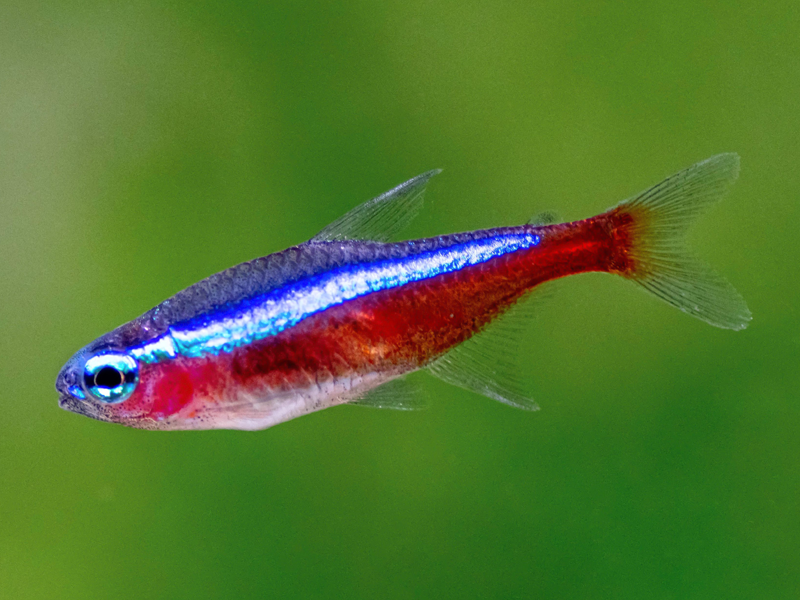 Tetras at Petland Tyler Texas