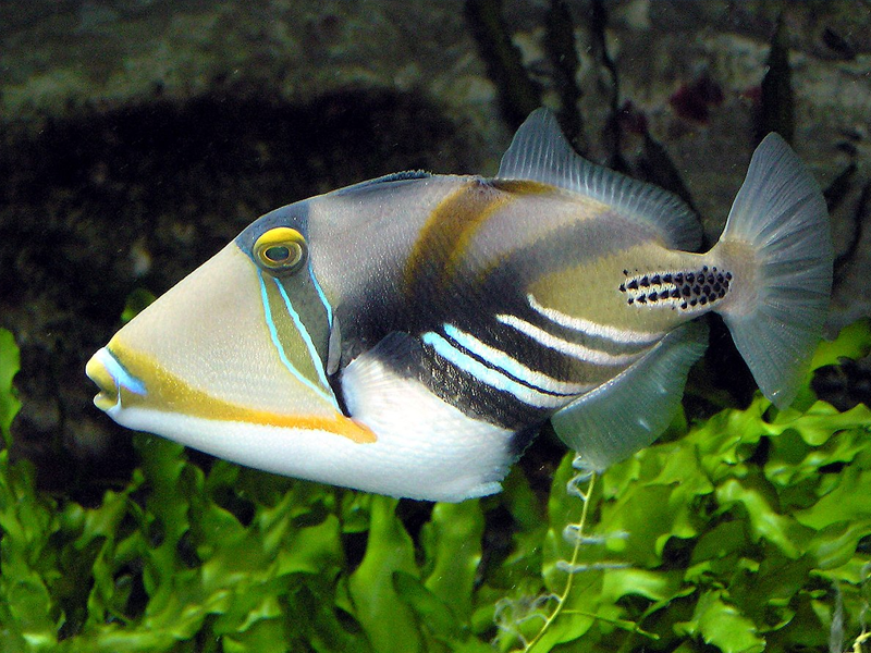 Trigger Fish at Petland Tyler Texas