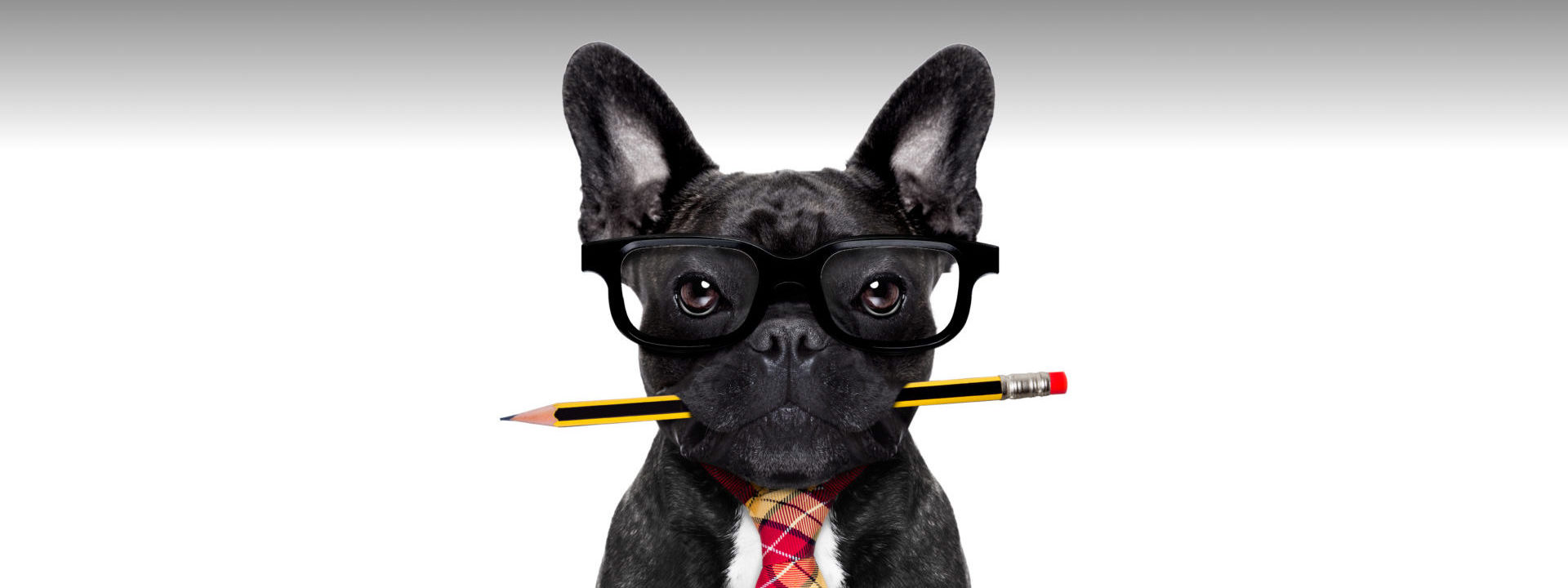 Pet Care Solutions — Petland Tyler Texas