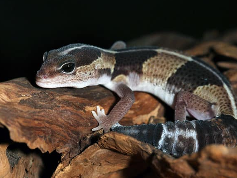 African Fat Tail Gecko at Petland Tyler Texas