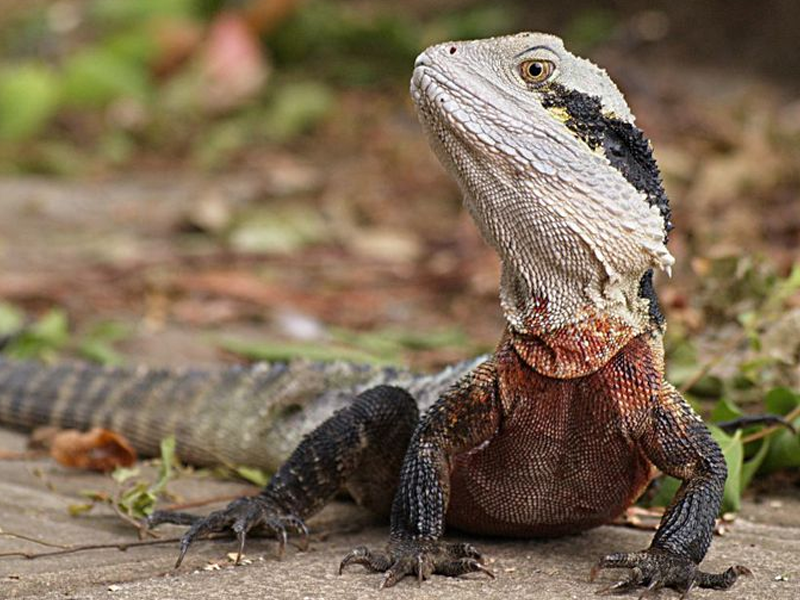 Australian Water Dragon at Petland Tyler Texas