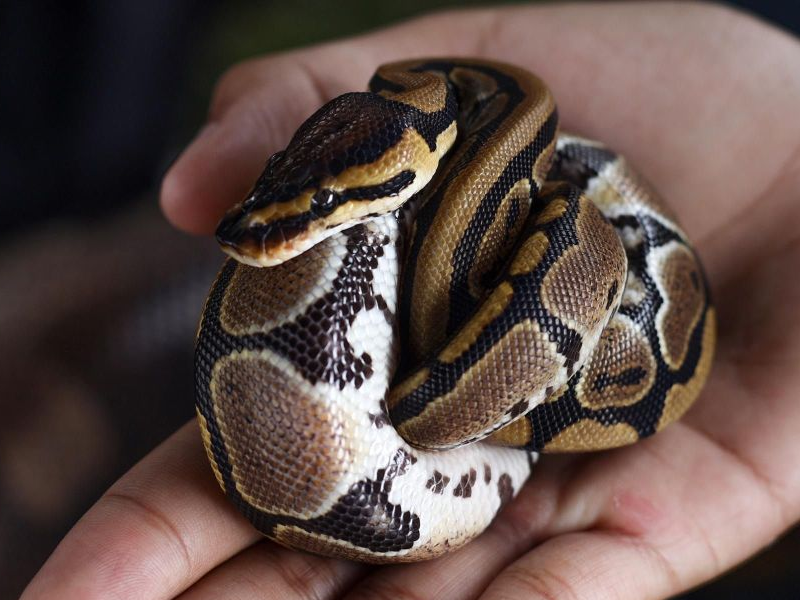 Ball Pythons at Petland Tyler Texas