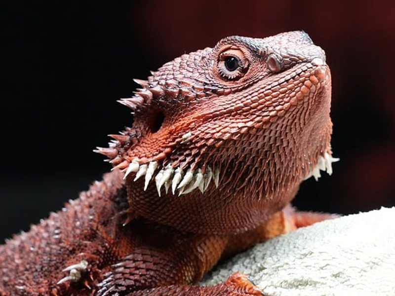 Bearded Dragon at Petland Tyler Texas