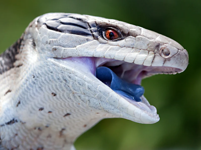 Blue Tongue Skink at Petland Tyler Texas