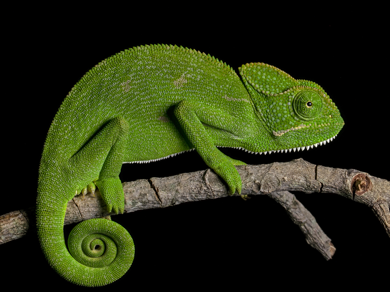 Chameleons at Petland Tyler Texas