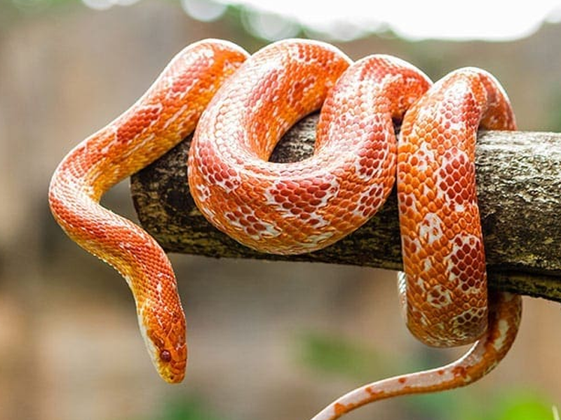 Cornsnakes at Petland Tyler Texas