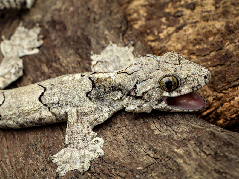 Flying Gecko at Petland Tyler Texas