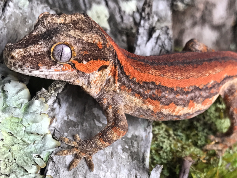 Gargoyle Geckos at Petland Tyler Texas