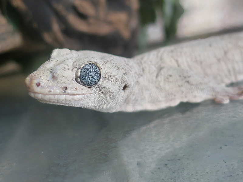 Giant Halamara Gecko at Petland Tyler Texas