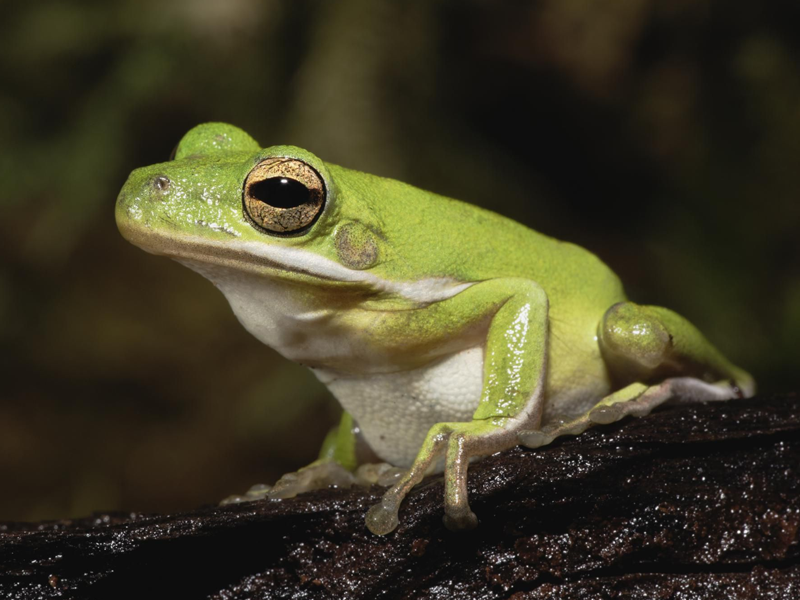Green Tree Frog at Petland Tyler Texas