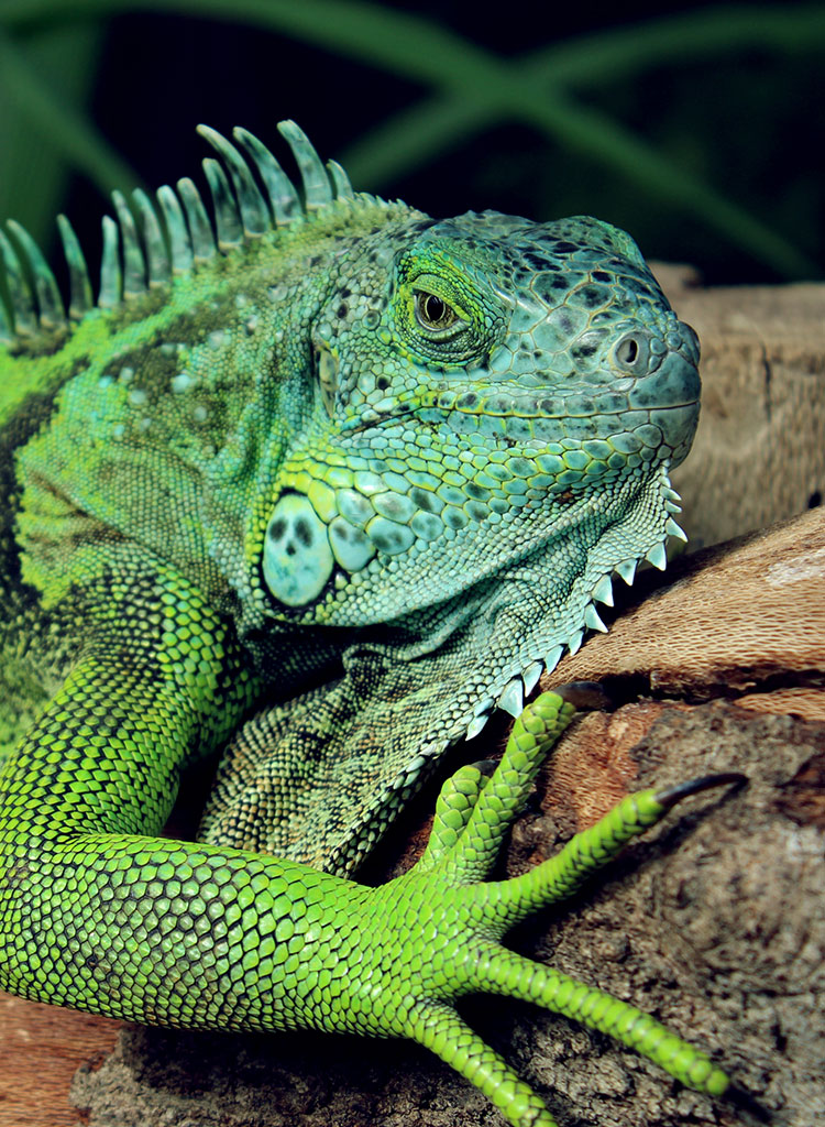 Reptiles — Petland Tyler Texas