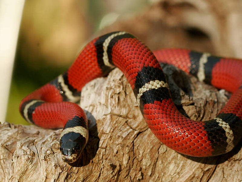Kingsnakes at Petland Tyler Texas