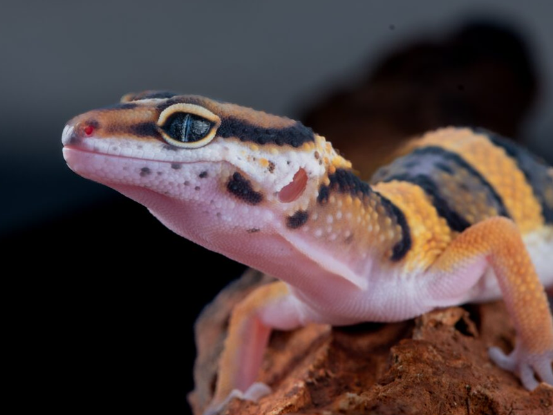 Leopard Gecko at Petland Tyler Texas