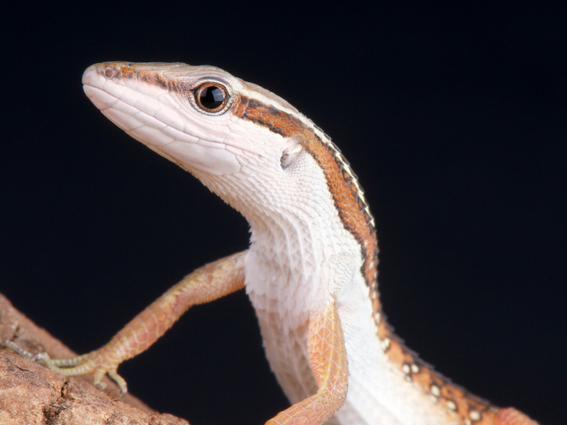 Long Tail Grass Lizard at Petland Tyler Texas