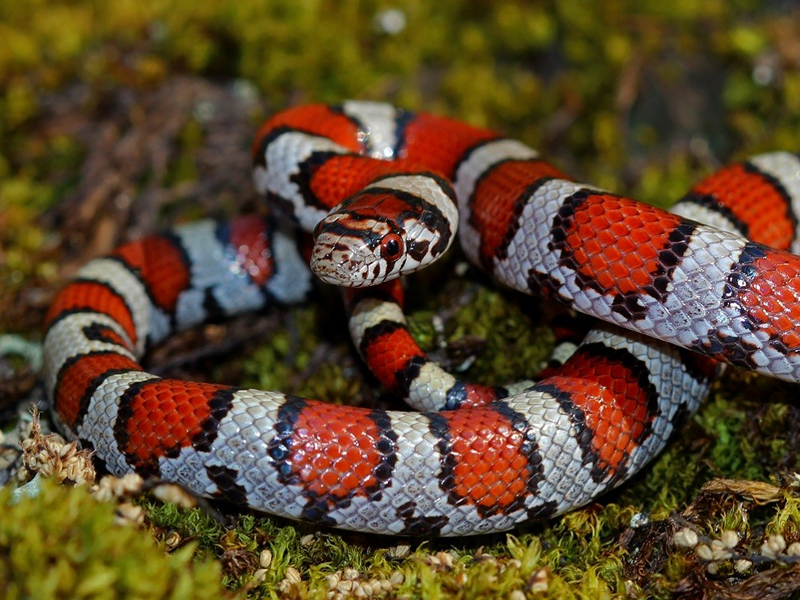 Milksnakes at Petland Tyler Texas