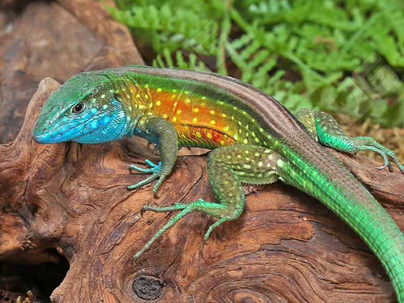 Rainbow Whiptail at Petland Tyler Texas