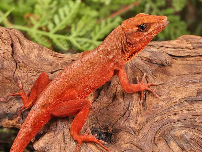 Red Brown Anole at Petland Tyler Texas