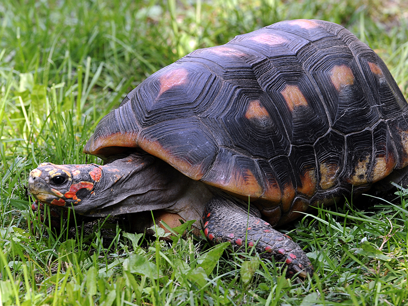 Red Food Tortoise at Petland Tyler Texas