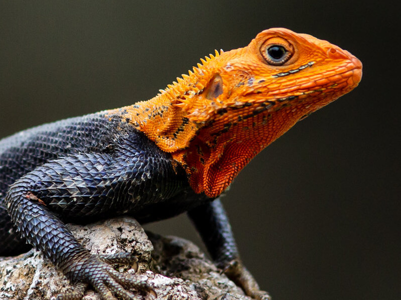 Red Headed Agama at Petland Tyler Texas