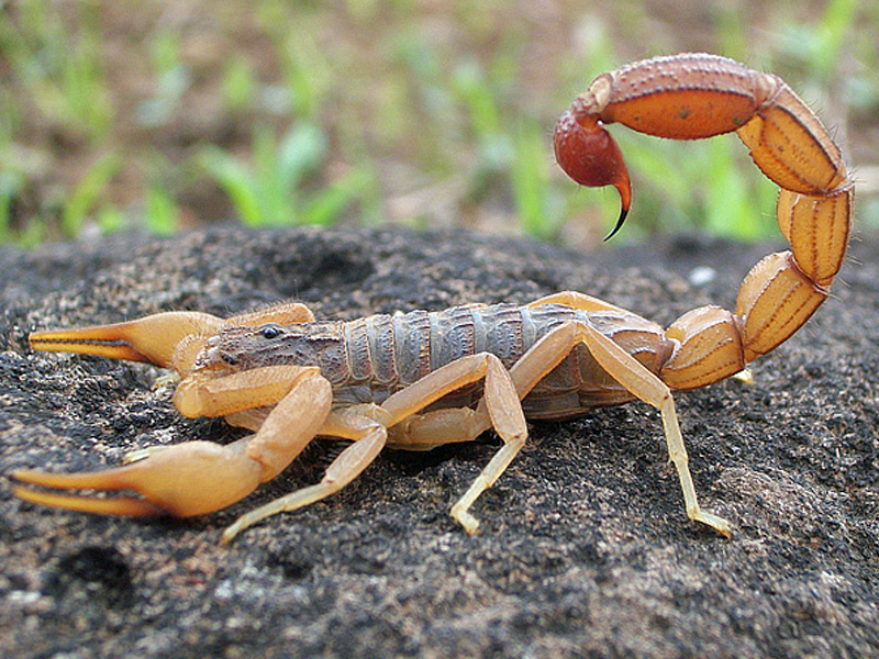 Scorpions at Petland Tyler Texas