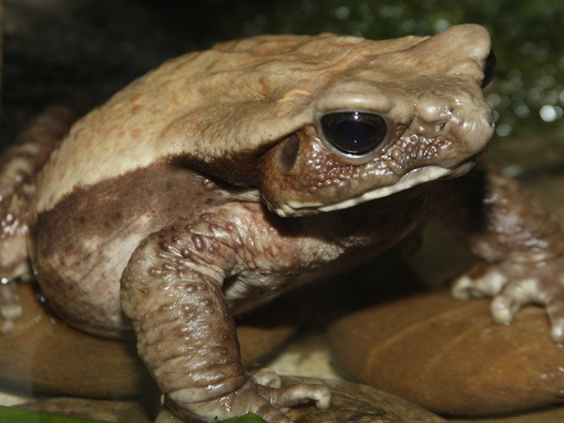 Smooth Sided Toad at Petland Tyler Texas