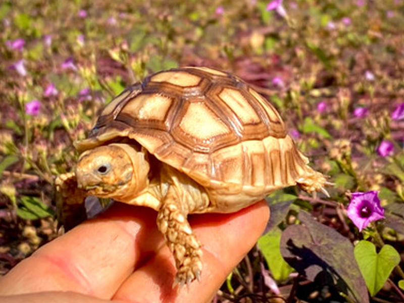 Sulcata Tortoise at Petland Tyler Texas