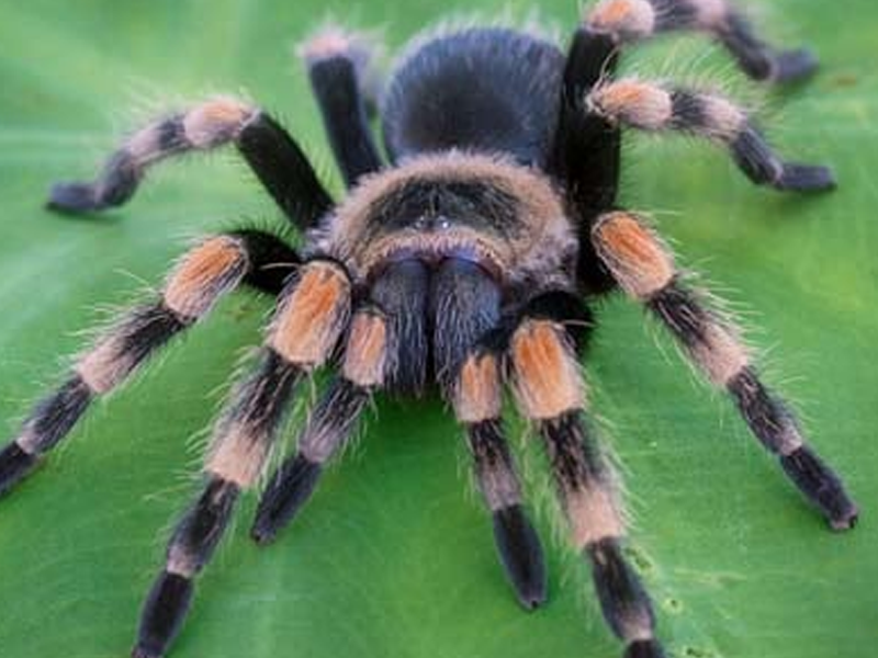 Tarantulas at Petland Tyler Texas