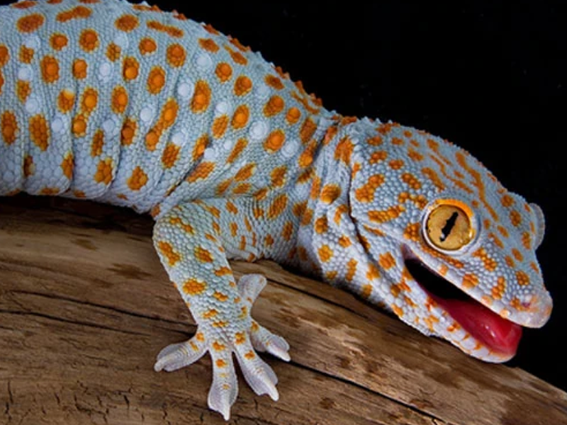 Tokay Gecko at Petland Tyler Texas