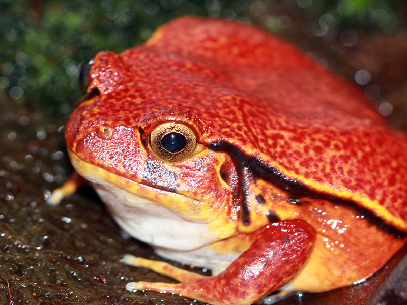 Tomato Frog at Petland Tyler Texas