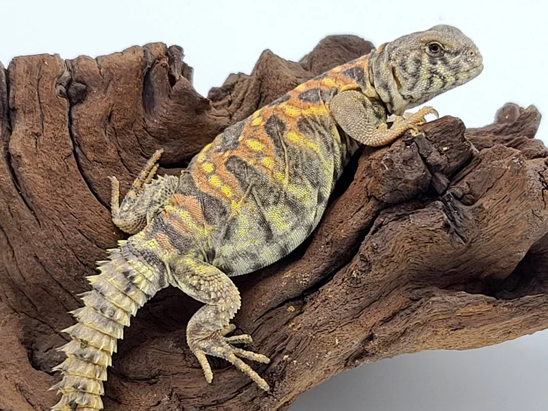 Uromastyx at Petland Tyler Texas