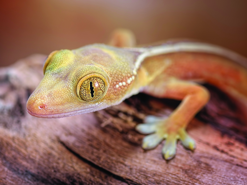 White Line Gecko at Petland Tyler Texas