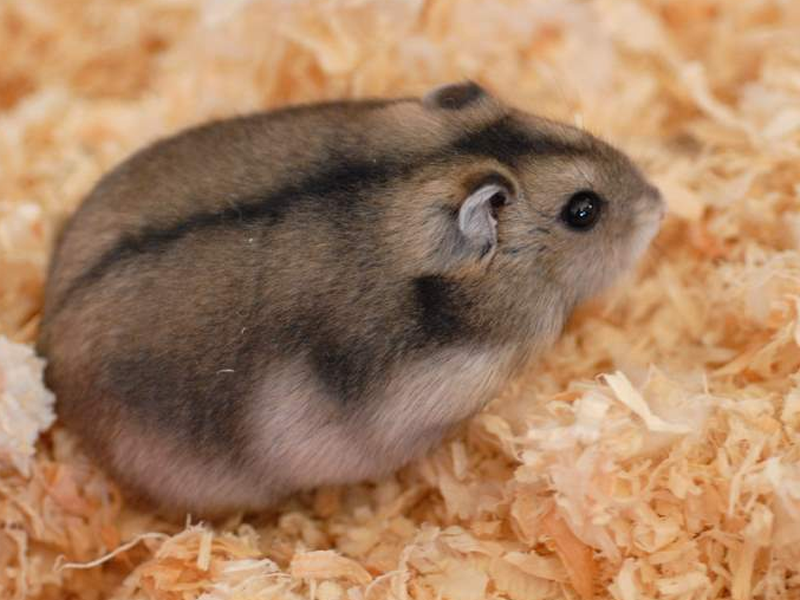 Dwarf Hamsters at Petland Tyler Texas