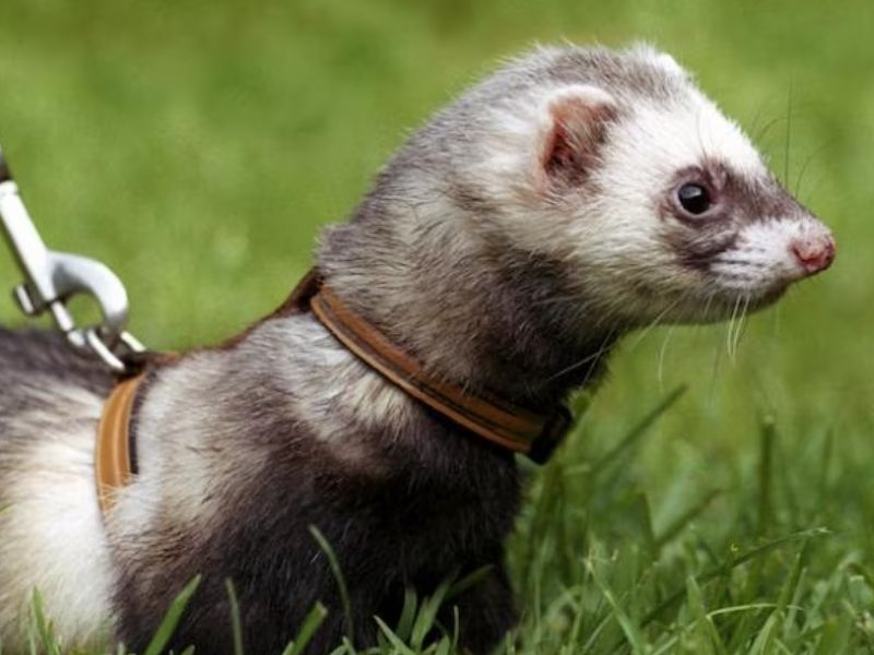Ferrets at Petland Tyler Texas