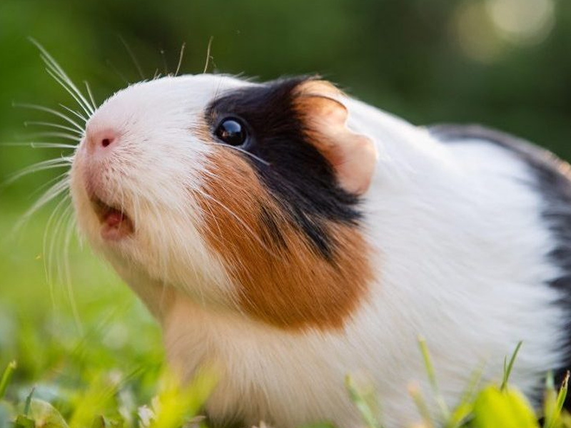 Guinea Pigs at Petland Tyler Texas
