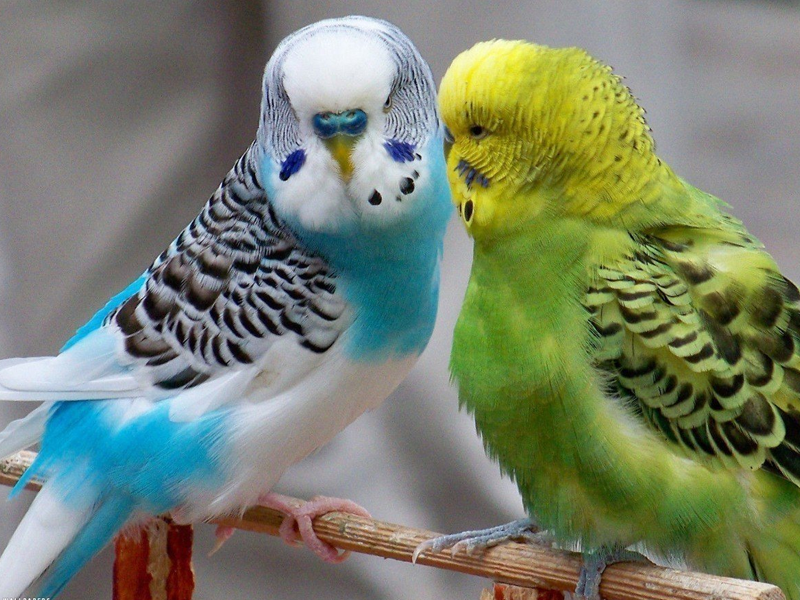 Parakeets at Petland Tyler Texas