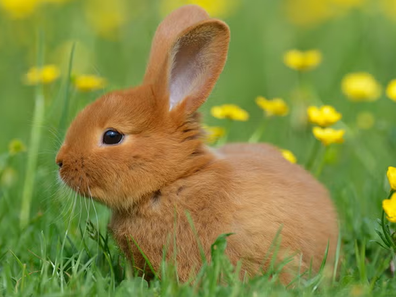 Rabbits at Petland Tyler Texas