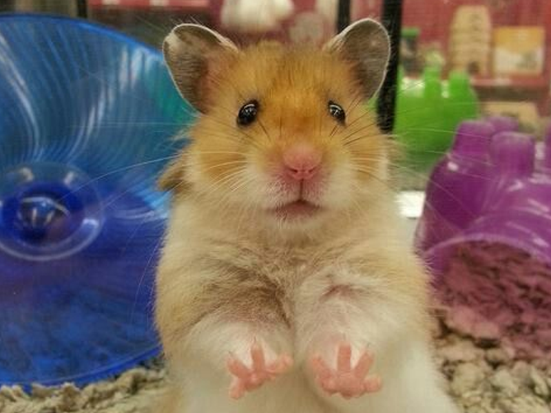 Teddy Bear Hamsters at Petland Tyler Texas