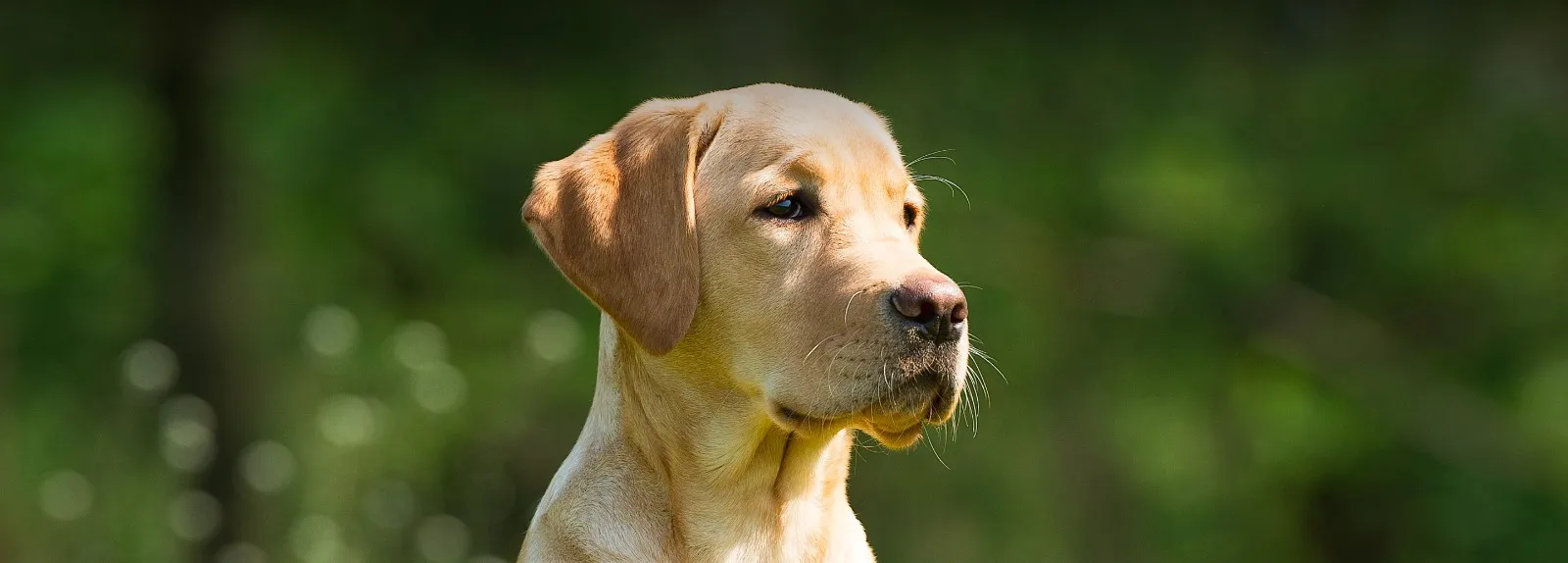 Frequently Asked Questions - Petland Tyler Texas