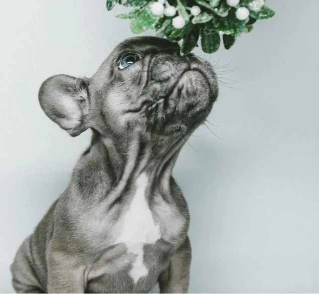 Puppy Perks - Lifetime training and exclusive benefits for your puppy